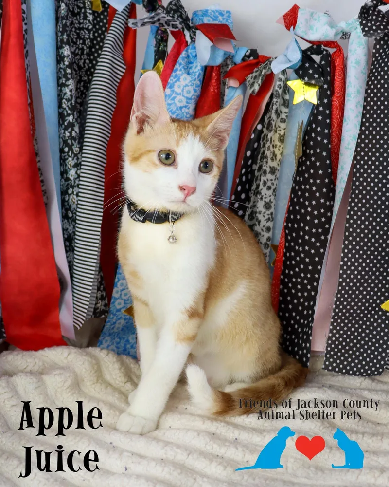 A baby small-sized male White Domestic Short Hair cat named Apple Juice for adoption in Ocean Springs, MS