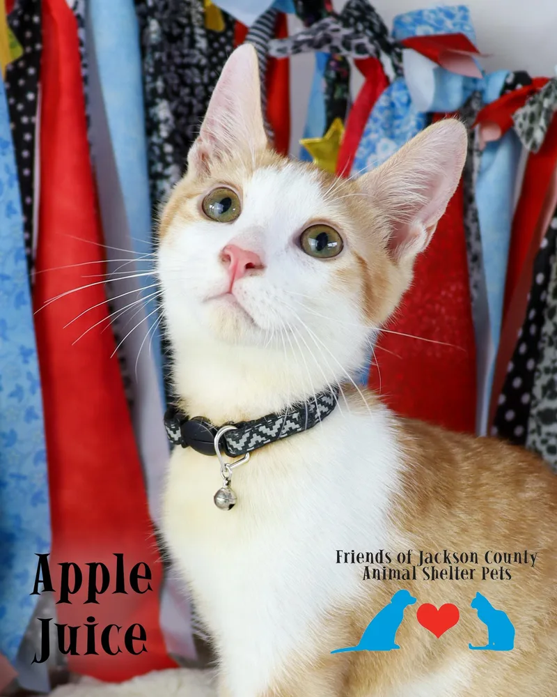 Apple Juice thumbnail 2