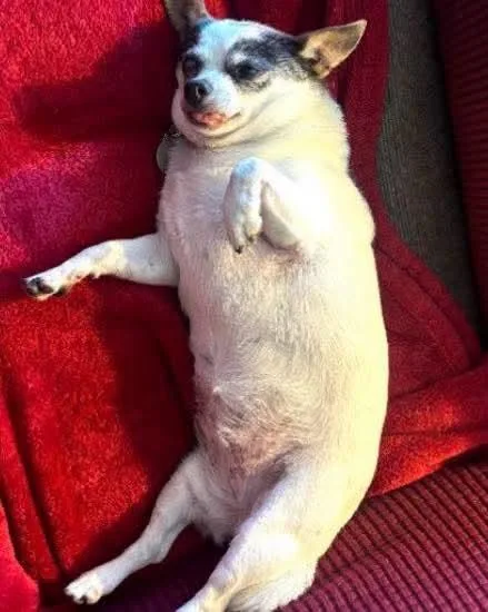 A senior small-sized female Chihuahua dog named Tabby for adoption in Panama City, FL