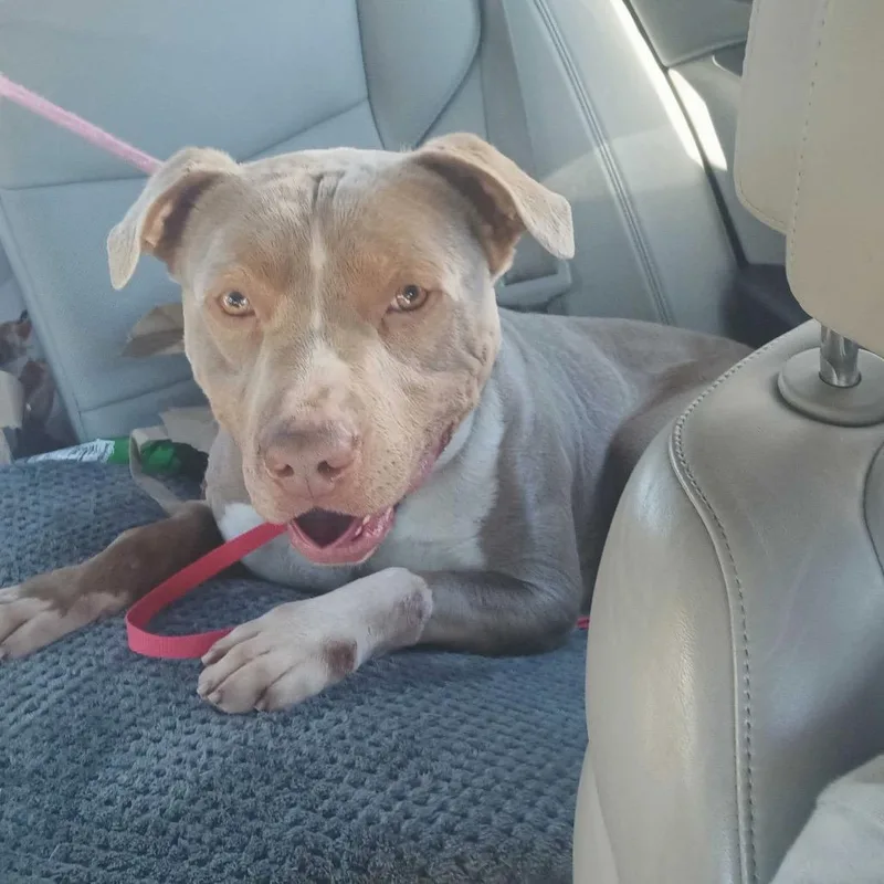 Sir Bartholomew The Bean