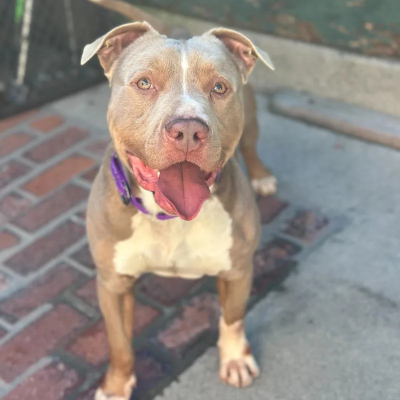 Sir Bartholomew The Bean thumbnail 2