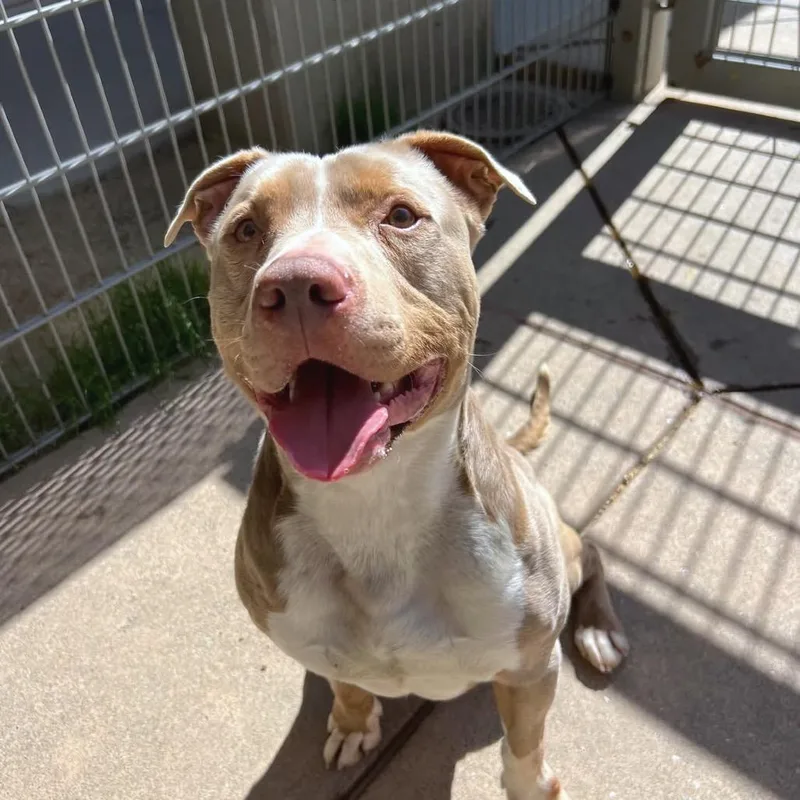 Sir Bartholomew The Bean thumbnail 4