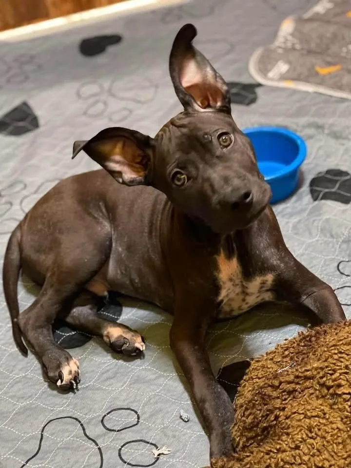 A baby medium-sized male American Staffordshire Terrier dog named Broccoli for adoption in Salem, NH