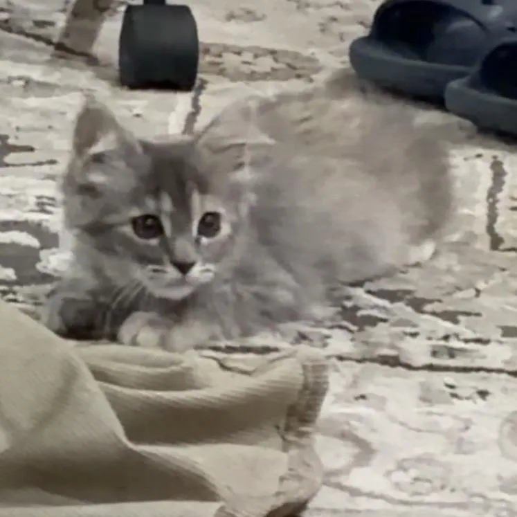 A baby small-sized female Gray / Blue / Silver Domestic Short Hair cat named Peeps for adoption in Ponca City, OK