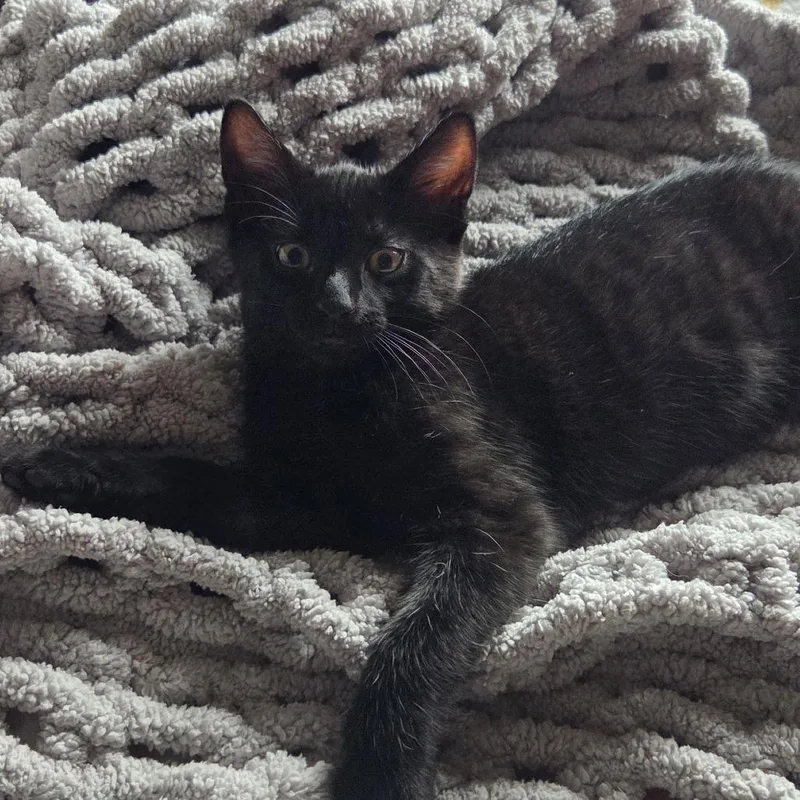 A baby small-sized male Black Domestic Long Hair cat named Sibby C for adoption in Princeton, MN