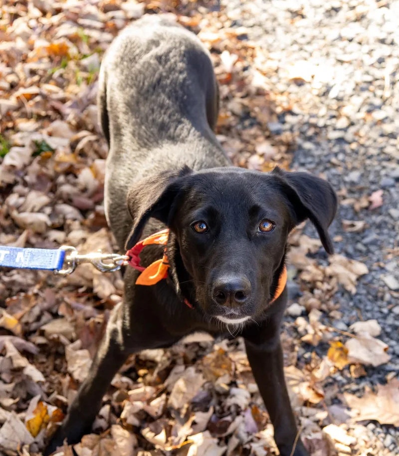 A baby medium-sized female Black Labrador Retriever dog named Ruthie for adoption in BONIFAY, FL
