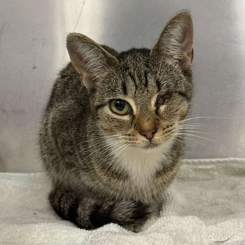 An adult medium-sized female Brown / Chocolate Domestic Short Hair cat named Uno for adoption in Martinsville, VA