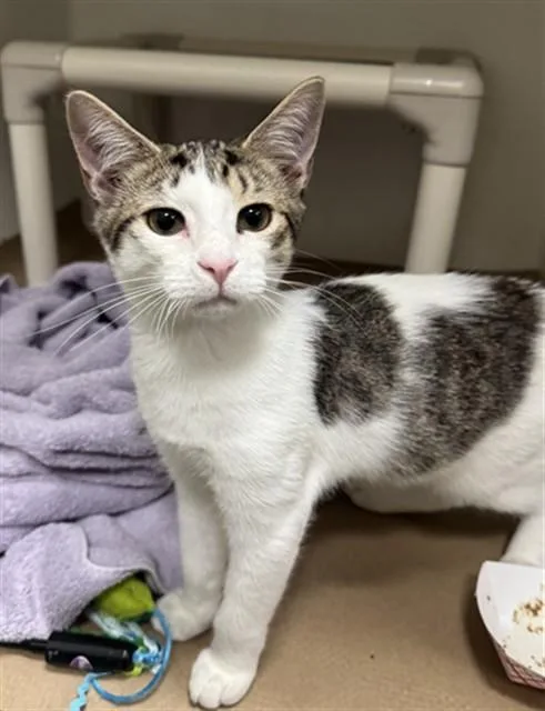 A baby medium-sized male Domestic Short Hair cat named Ant for adoption in Brewster, MA