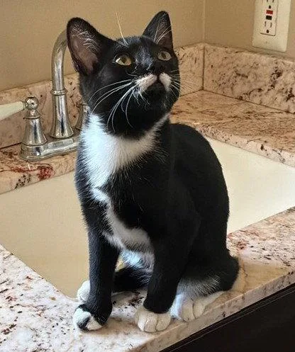 A baby medium-sized male Domestic Short Hair cat named Hoover Jr. for adoption in Seal Beach, CA