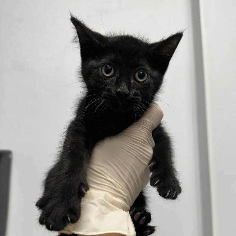 A baby small-sized male Black Domestic Short Hair cat named Ekans for adoption in Abilene, TX