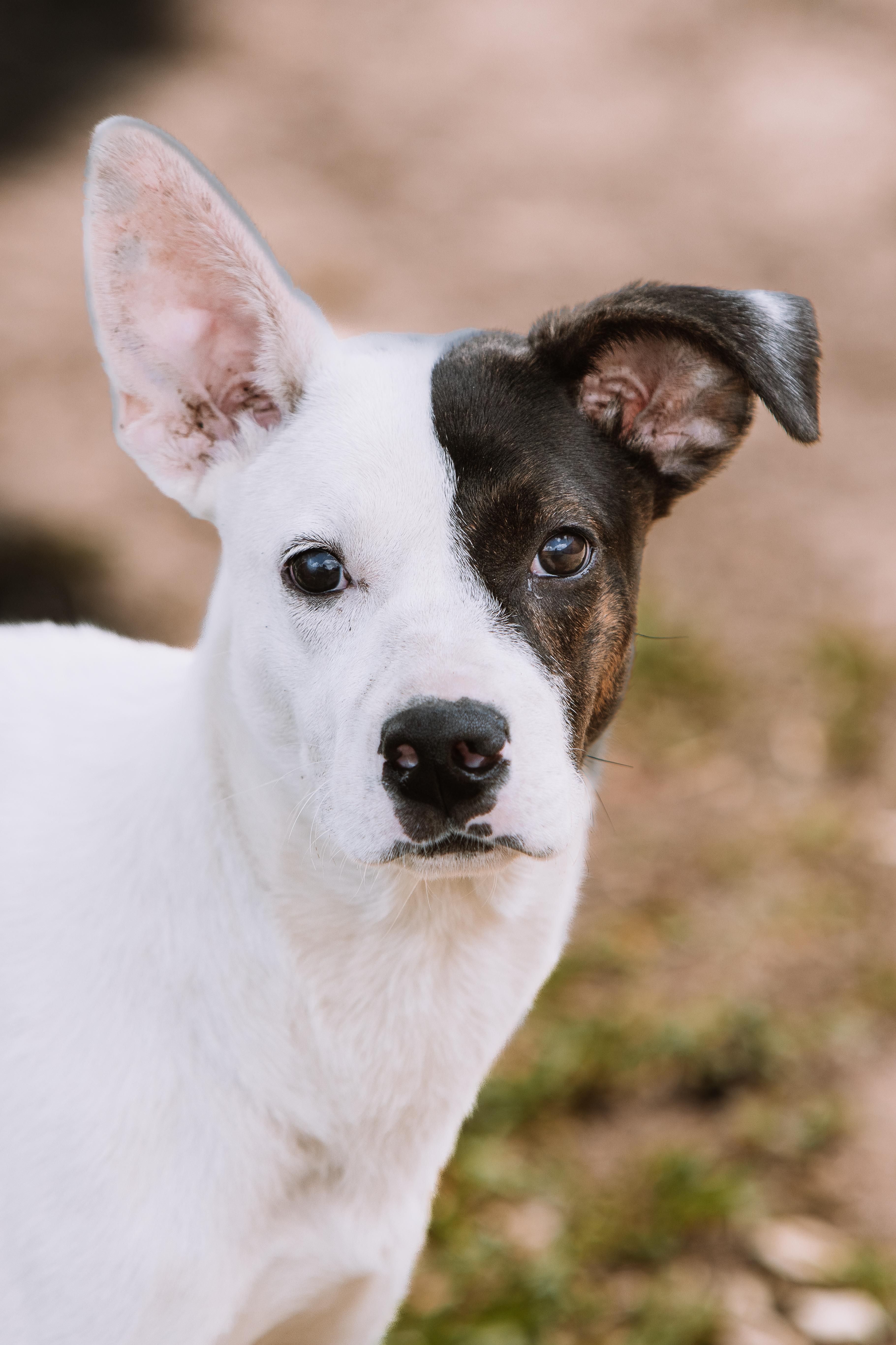 A young medium-sized female White / Cream Hound dog named Nua for adoption in Tomball, TX