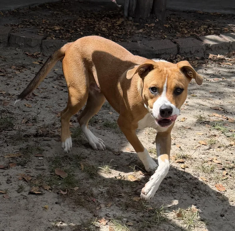A young medium-sized male Brown / Chocolate Mixed Breed dog named Raphael for adoption in Slidell, LA