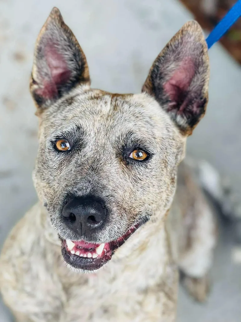 A young medium-sized female Mixed Breed dog named Chica for adoption in Covington, GA