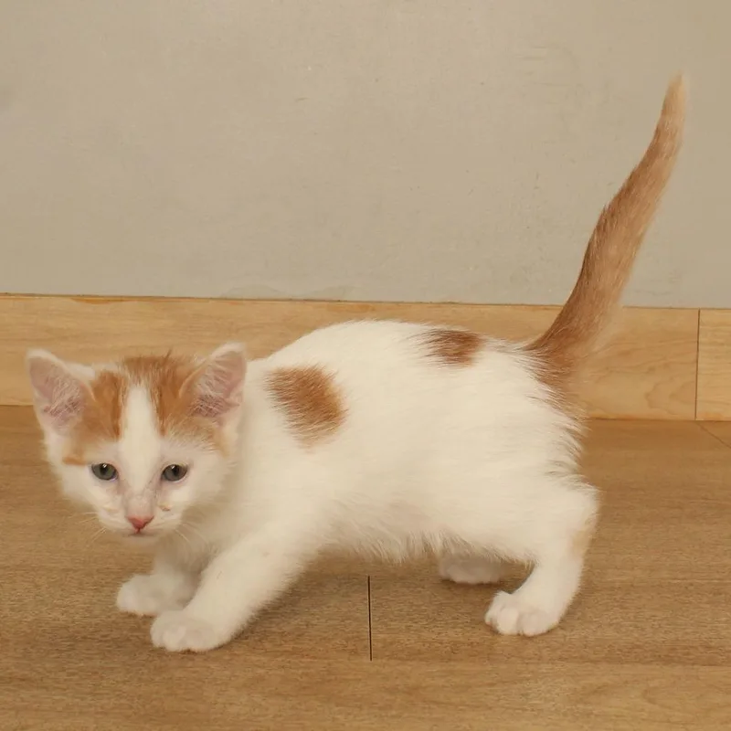A baby small-sized male White Domestic Short Hair cat named Pear C for adoption in Minnetonka, MN