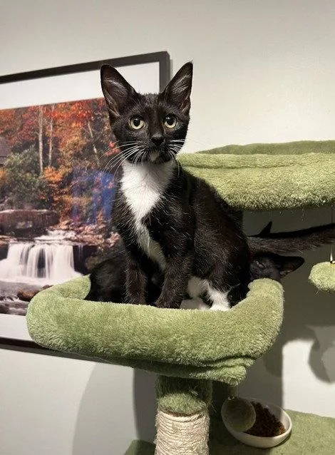 A baby medium-sized male Black & White / Tuxedo Domestic Short Hair cat named Fiddle for adoption in Nashville, TN