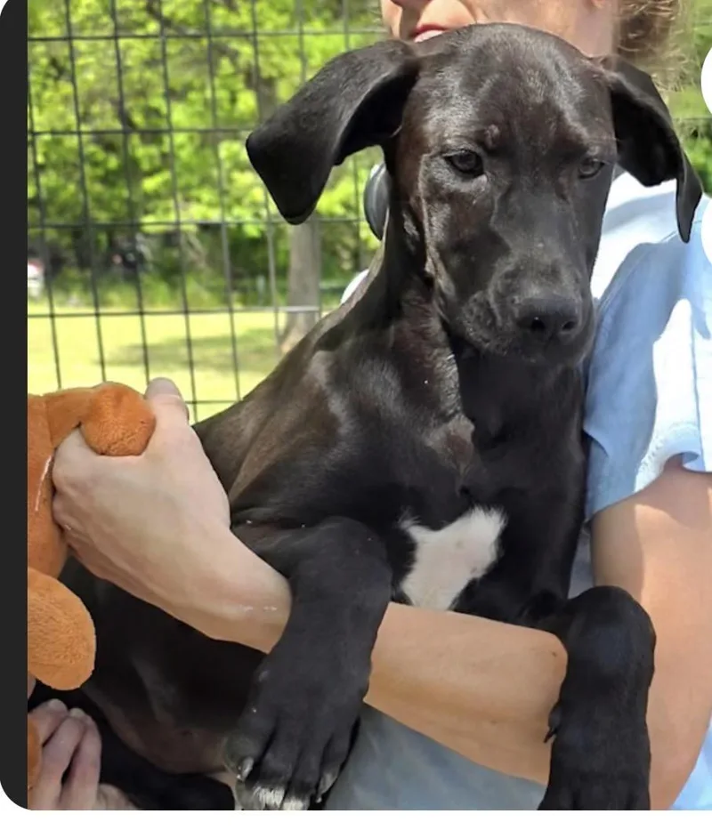 A young large-sized female Black Labrador Retriever dog named Shiloh for adoption in Watertown, CT