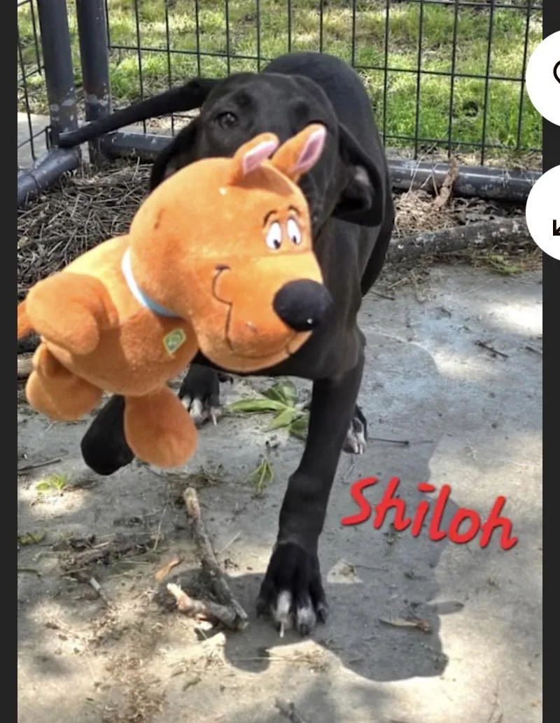 Shiloh thumbnail 2