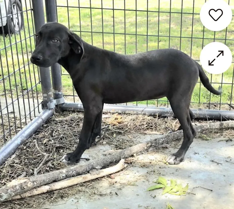 Shiloh thumbnail 3