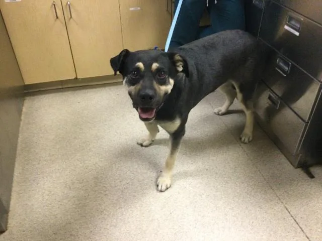 An adult large-sized male Labrador Retriever dog named Winston for adoption in Riverside, CA
