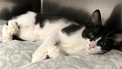 A young small-sized male Domestic Medium Hair cat named Blueberry for adoption in Phoenix, AZ