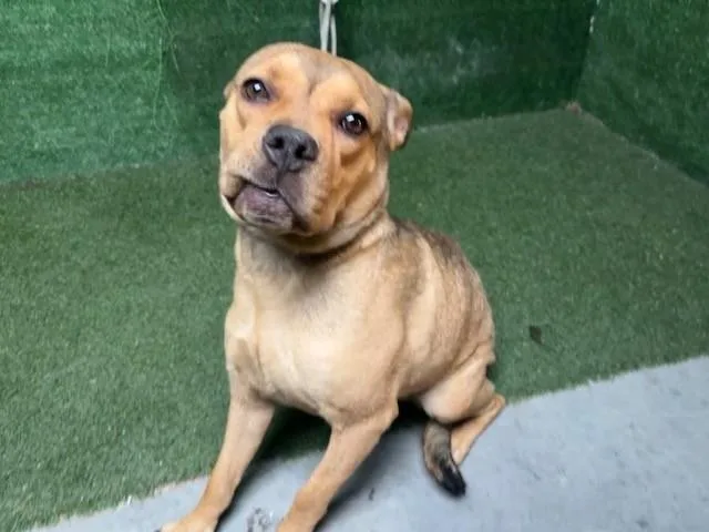 A young medium-sized female Staffordshire Bull Terrier dog named Lexi for adoption in Lancaster, CA