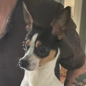 A young small-sized male Black Miniature Pinscher dog named Monterey for adoption in Staten Island, NY