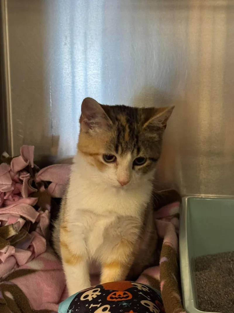A baby medium-sized female Dilute Calico cat named Ericka for adoption in Duluth, MN