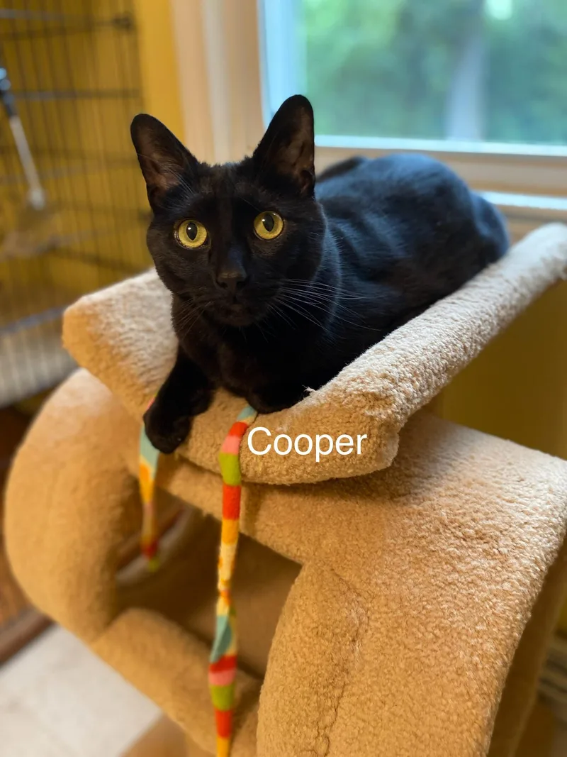Cooper