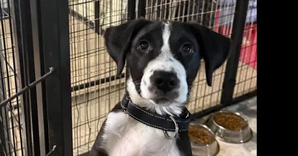 A baby small-sized male Mixed Breed dog named Leo for adoption in Papillion, NE