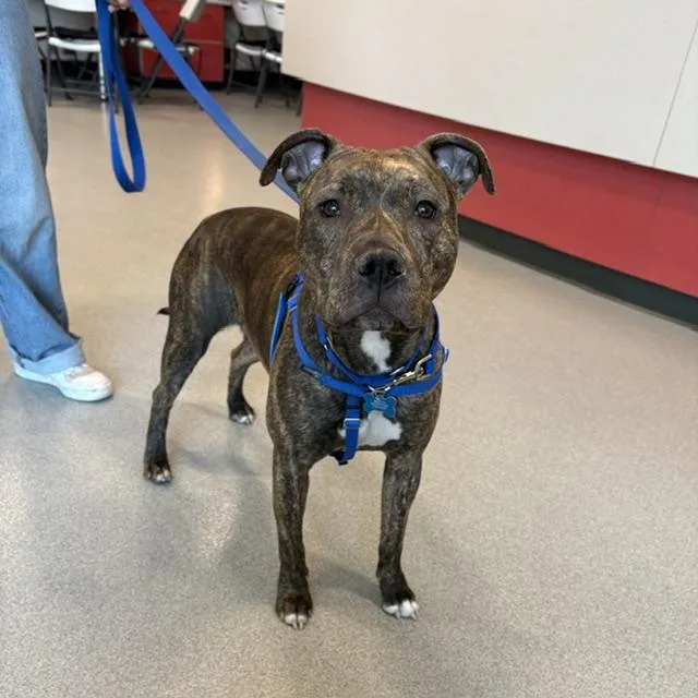 A young medium-sized female Pit Bull Terrier dog named Anastasia for adoption in Boston, MA