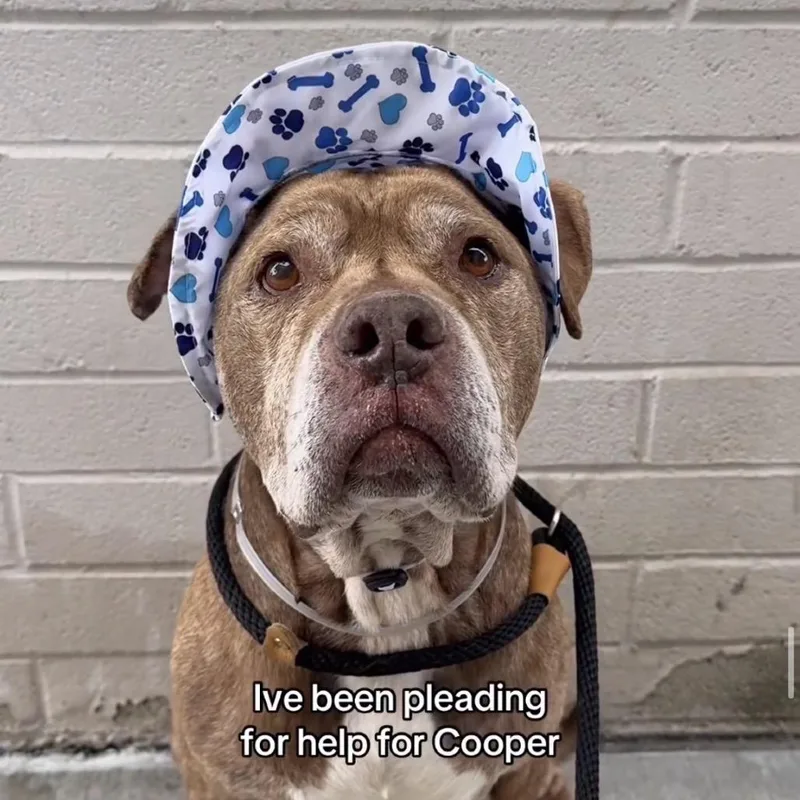 A senior large-sized male Pit Bull Terrier dog named Cooper for adoption in San Diego, CA