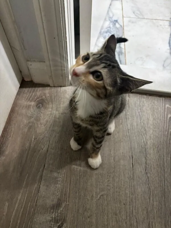 A young medium-sized female Tabby (Brown / Chocolate) Domestic Short Hair cat named Rosie for adoption in North Babylon, NY