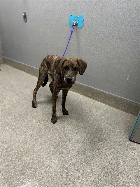 A young small-sized female Cane Corso dog named Athena for adoption in Las Vegas, NV