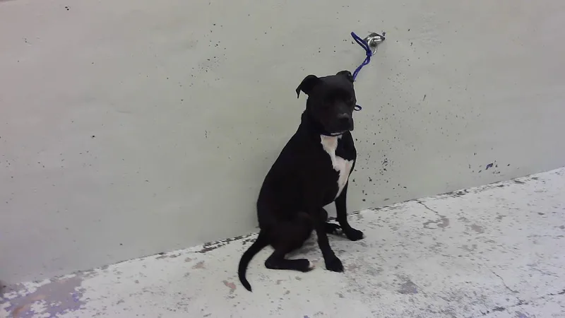 An adult large-sized male Boxer dog named Goliath for adoption in Houston, TX