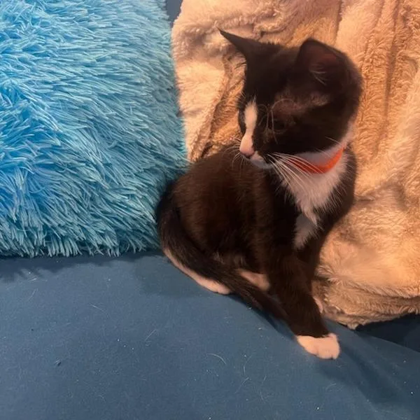 A baby small-sized male Black Domestic Short Hair cat named Kaa for adoption in Garden Grove, CA