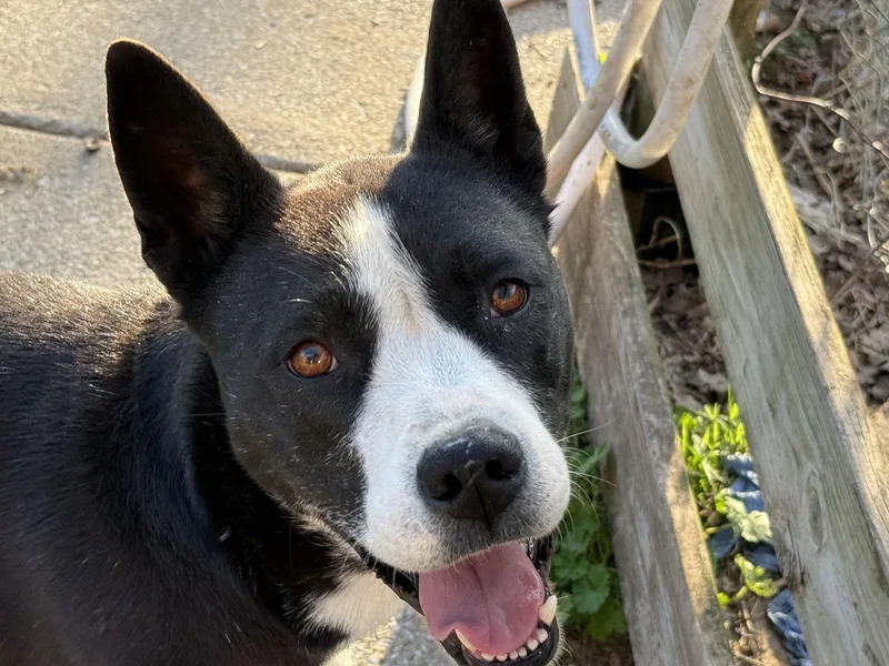 Khaleesi thumbnail 2