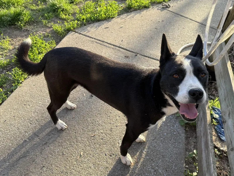 Khaleesi thumbnail 3