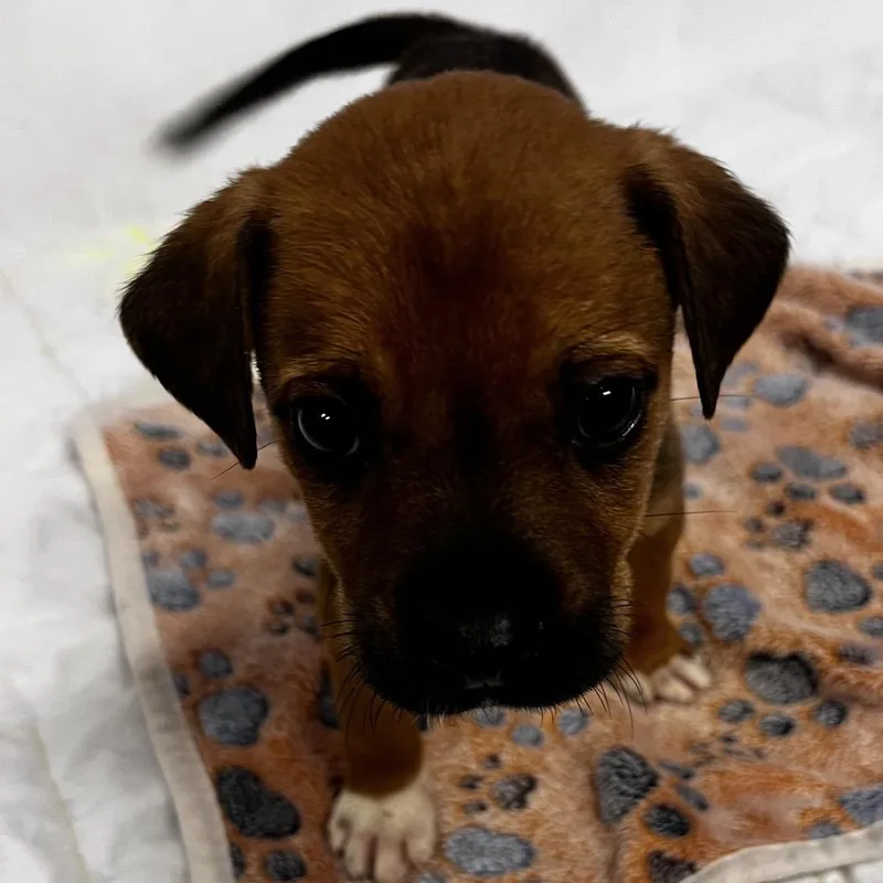 A baby small-sized male Brown / Chocolate Mixed Breed dog named Cannoli for adoption in Tulsa, OK