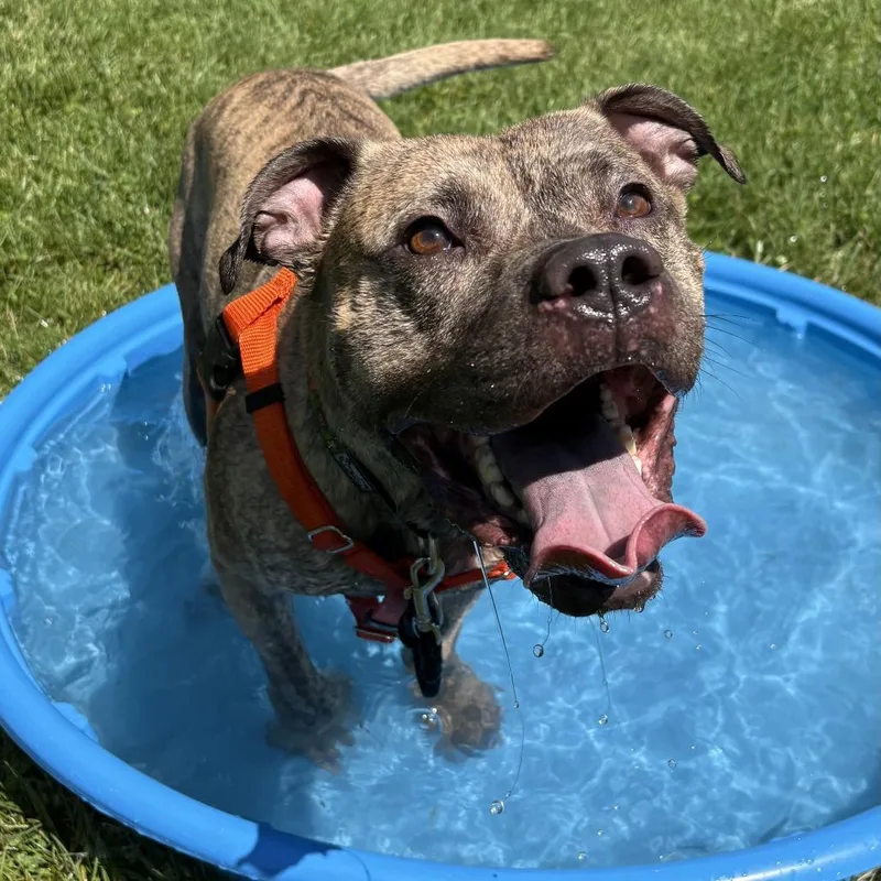 An adult large-sized male Brindle Mixed Breed dog named Kahuna for adoption in South Burlington, VT