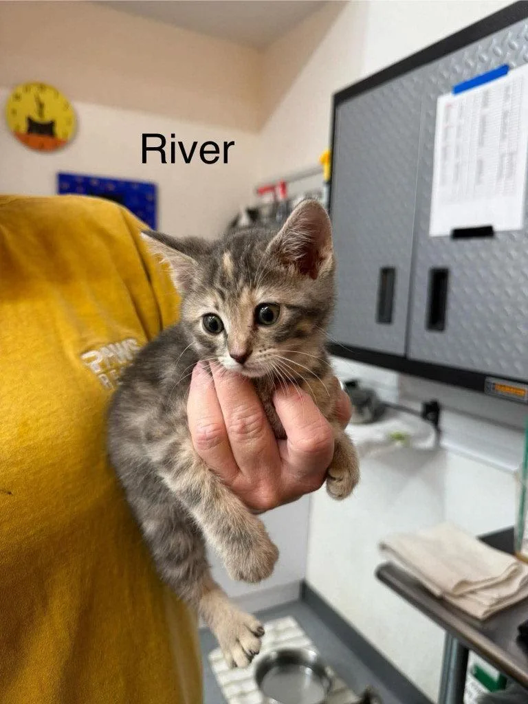 A baby small-sized female Domestic Short Hair cat named River for adoption in Saint George, UT
