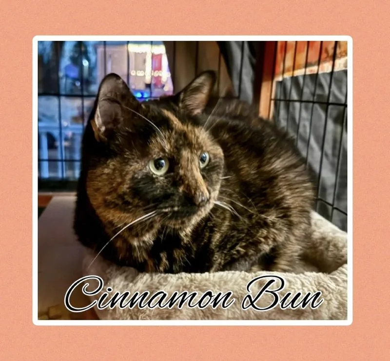 An adult large-sized female Domestic Short Hair cat named Cinnamon Bun for adoption in Taylor, PA