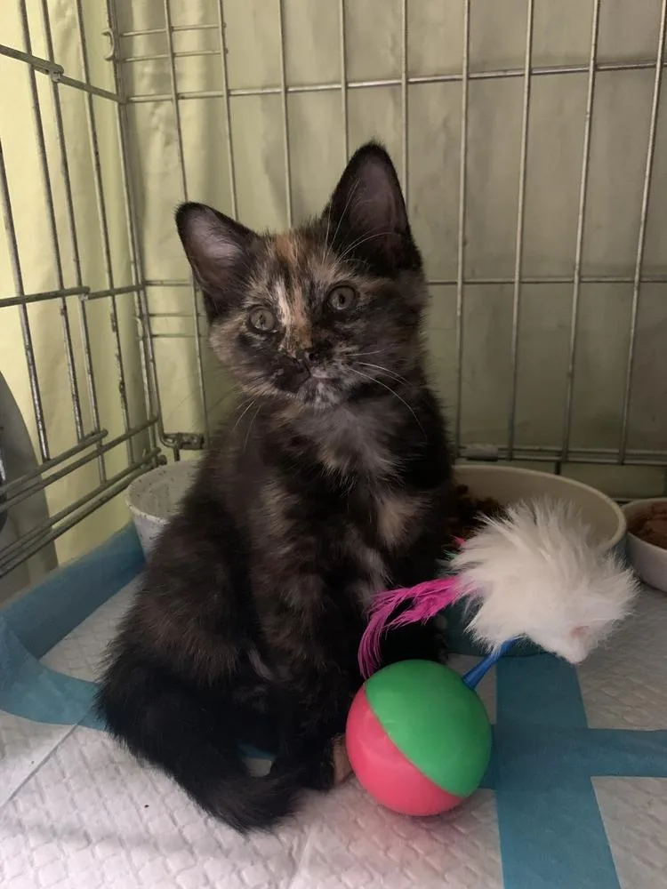 Cinnamon Bun thumbnail 2