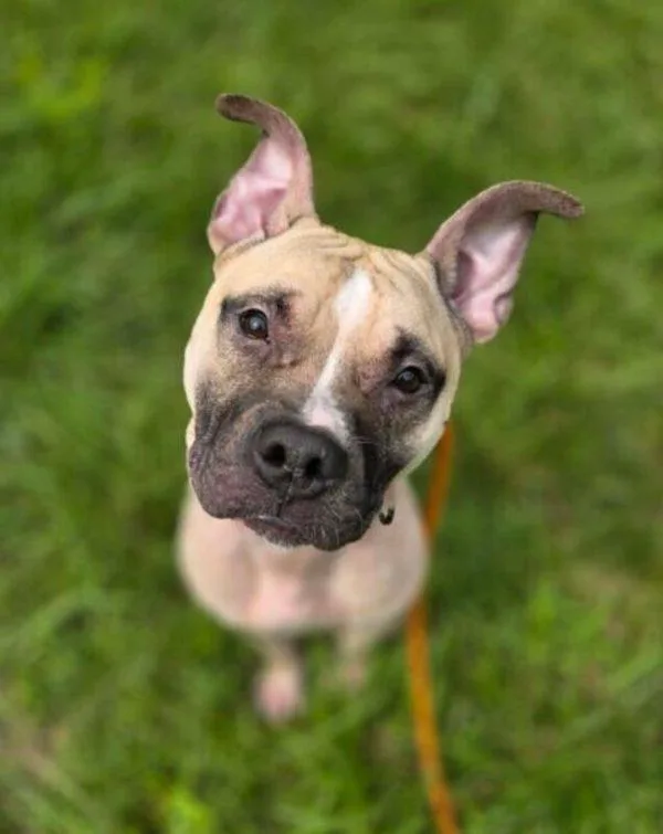 An adult medium-sized male Pit Bull Terrier dog named Mango for adoption in Salisbury, MD