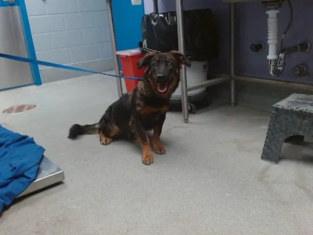 A young small-sized female German Shepherd Dog dog named Rosie for adoption in Albuquerque, NM