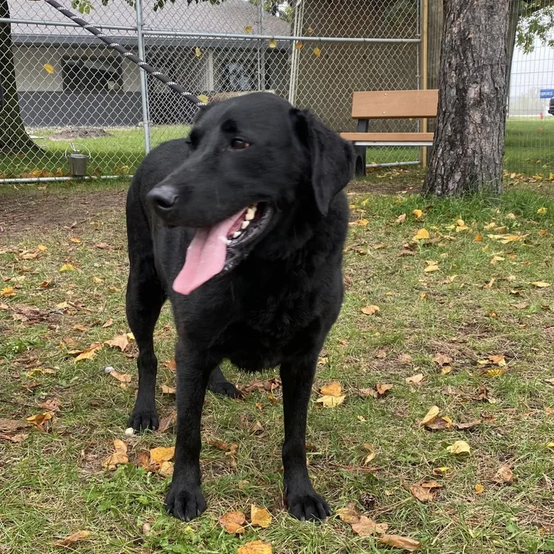 An adult large-sized male Black Labrador Retriever dog named Blaze for adoption in Wadena, MN