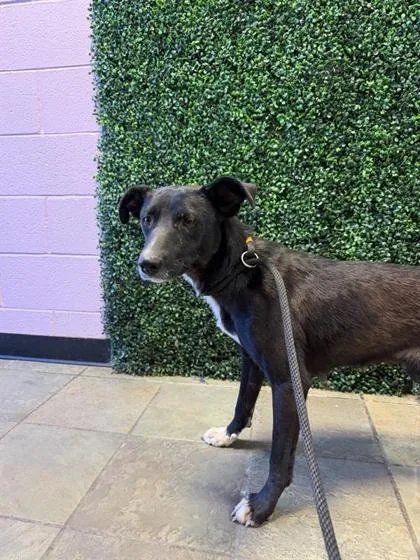 A young large-sized female Black Mixed Breed dog named 61565102 for adoption in El Paso, TX