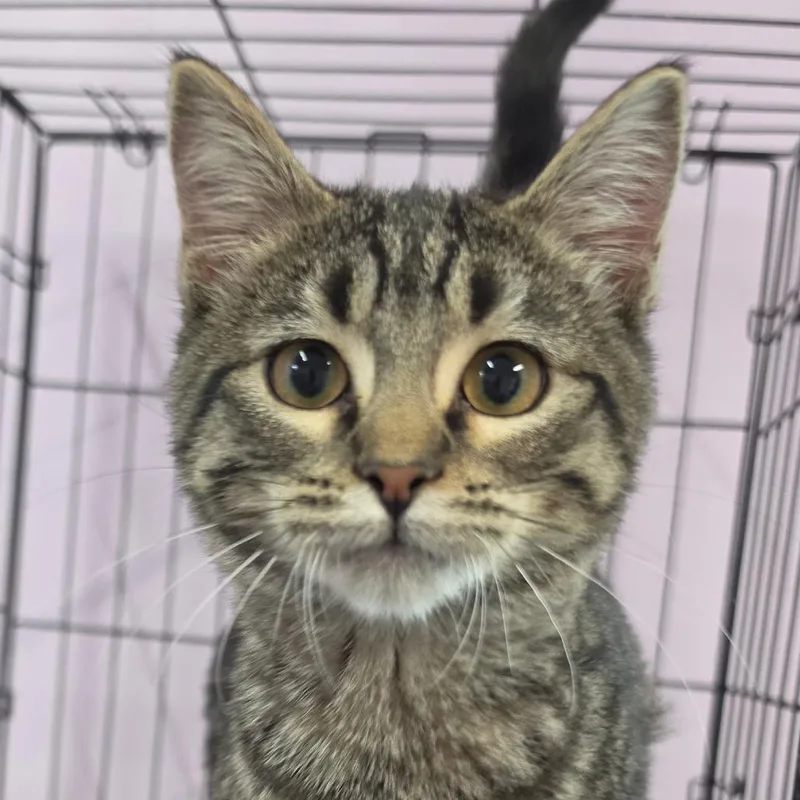 A young medium-sized female Gray / Blue / Silver Domestic Short Hair cat named Jo Wilson for adoption in Grinnell, IA