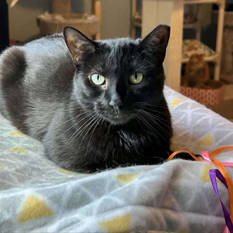 A young medium-sized female Black Domestic Short Hair cat named Lottie for adoption in Rochester, NY