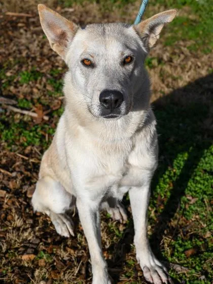 An adult large-sized female Mixed Breed dog named Avril for adoption in Chamblee, GA