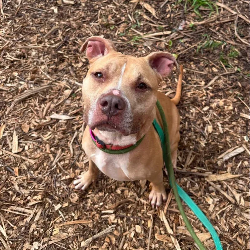 A young medium-sized female Apricot / Beige Pit Bull Terrier dog named Legacy for adoption in Warren, OH